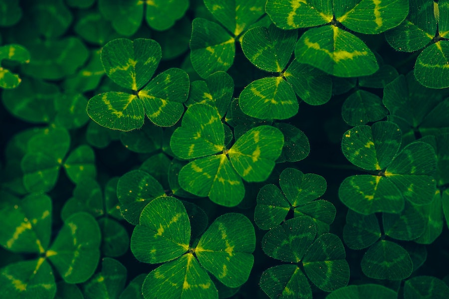 Image of shamrocks