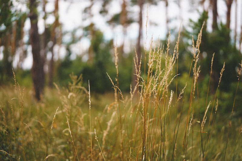 Summery image - long grass, summery sunlight, trees in the distance.